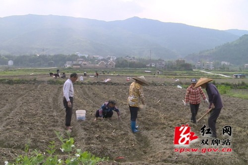 双牌： “孔雀”不再东南飞 农民工纷返乡种芋头