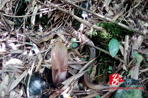 阳明山发现濒危保护动物“蛇蜥”