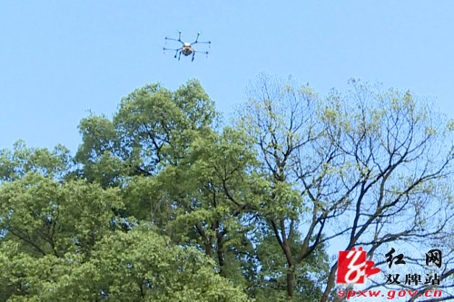 林业部门利用无人机施药为百年古樟树除虫
