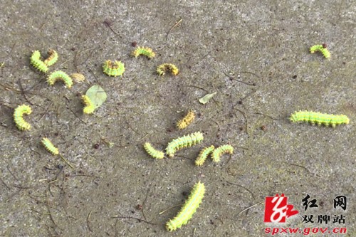 林业部门利用无人机施药为百年古樟树除虫