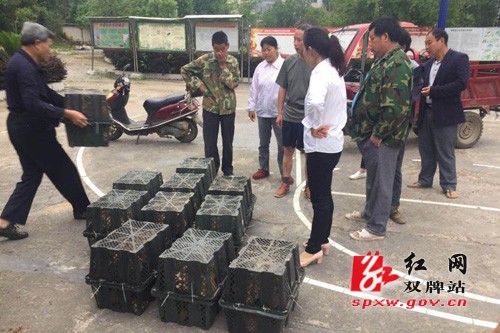 江村镇：帮扶送鸡苗，巩固脱贫的“引窝蛋”
