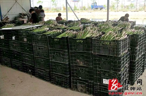 风雨过后见彩虹 廖家村芦笋基地喜获丰收