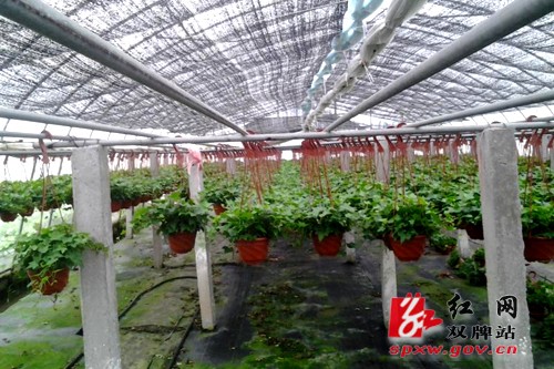 茶林镇：成立合作社 巩固脱贫成果