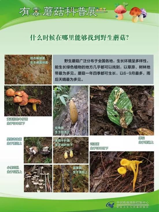县疾控中心：有毒蘑菇科普，谨防中毒