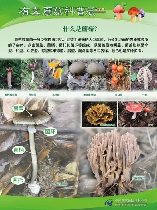 县疾控中心：有毒蘑菇科普，谨防中毒