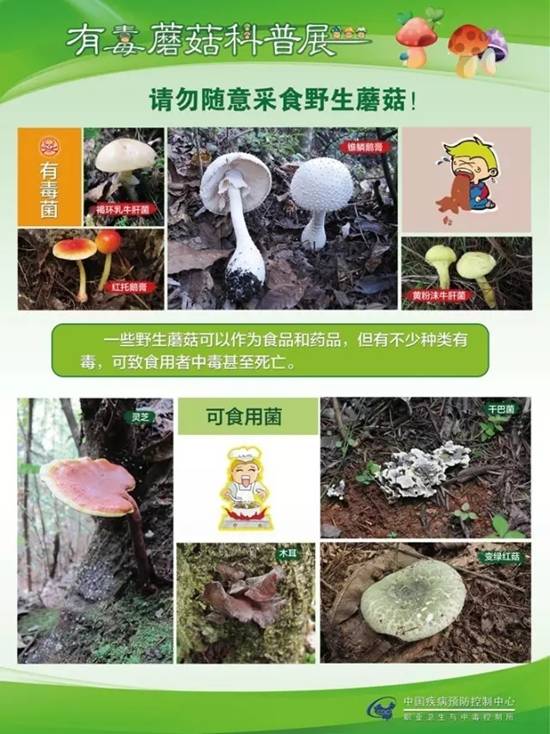 县疾控中心：有毒蘑菇科普，谨防中毒
