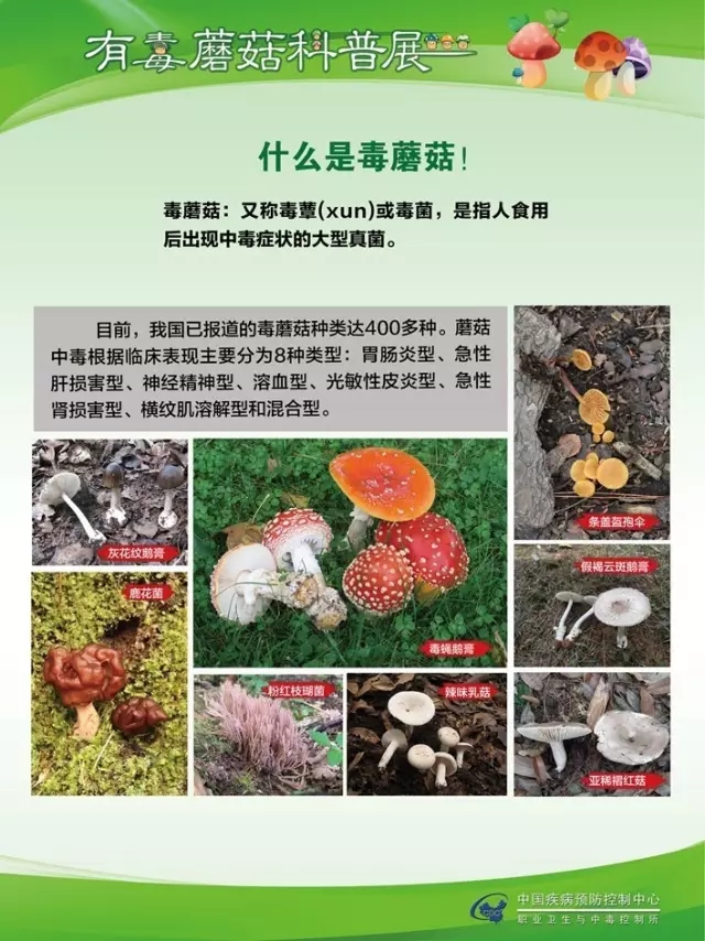 县疾控中心：有毒蘑菇科普，谨防中毒
