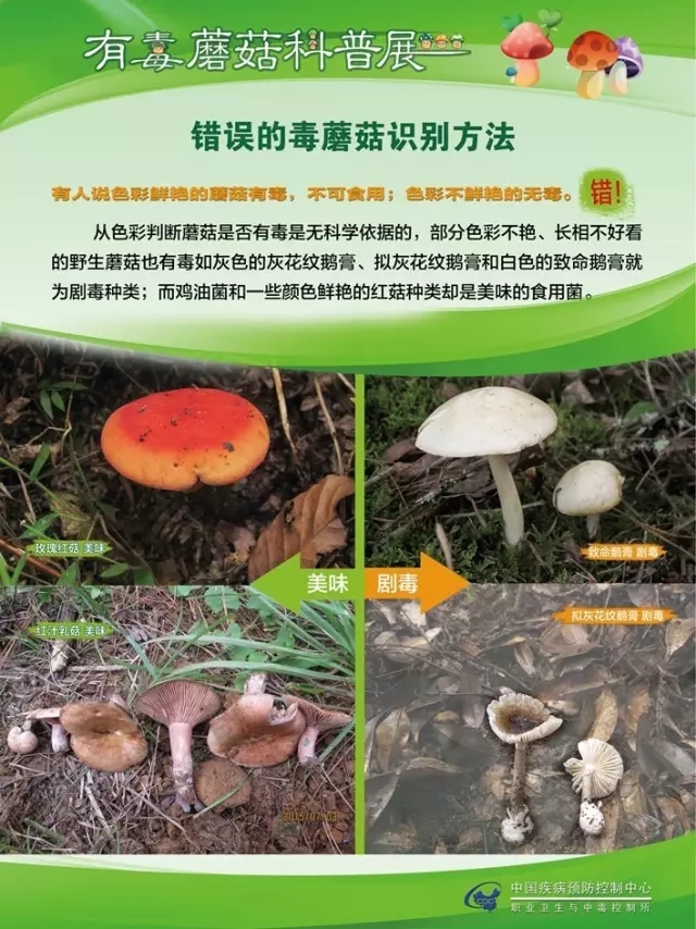 县疾控中心：有毒蘑菇科普，谨防中毒