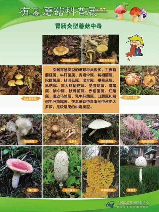 县疾控中心：有毒蘑菇科普，谨防中毒