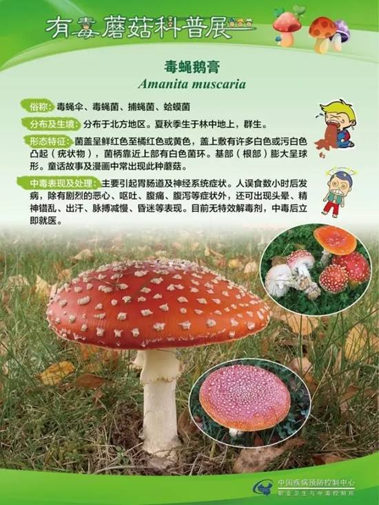 县疾控中心：有毒蘑菇科普，谨防中毒