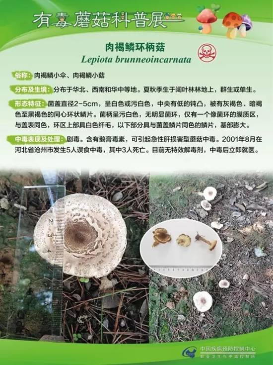 县疾控中心：有毒蘑菇科普，谨防中毒
