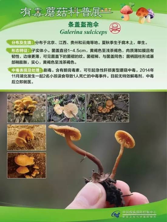 县疾控中心：有毒蘑菇科普，谨防中毒