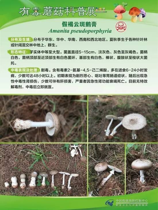县疾控中心：有毒蘑菇科普，谨防中毒