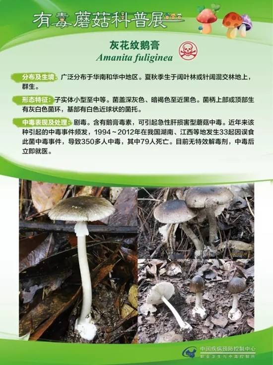 县疾控中心：有毒蘑菇科普，谨防中毒
