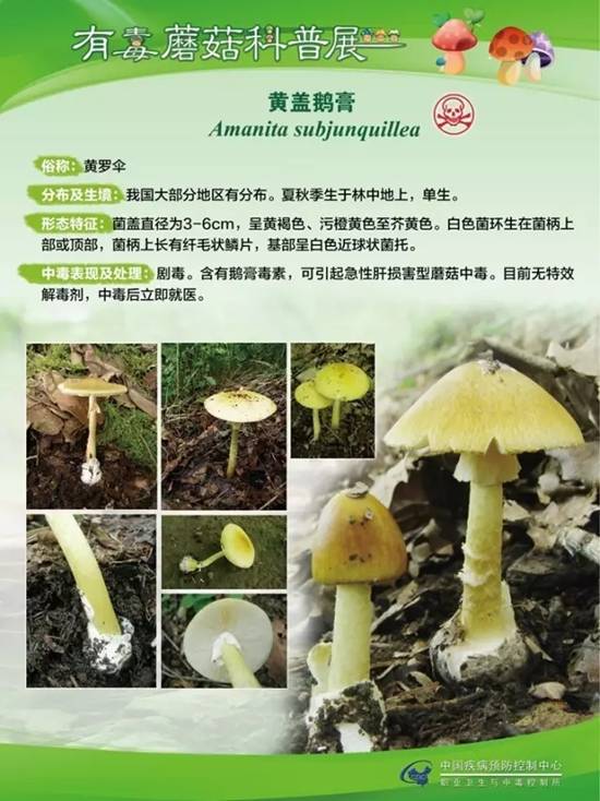 县疾控中心：有毒蘑菇科普，谨防中毒
