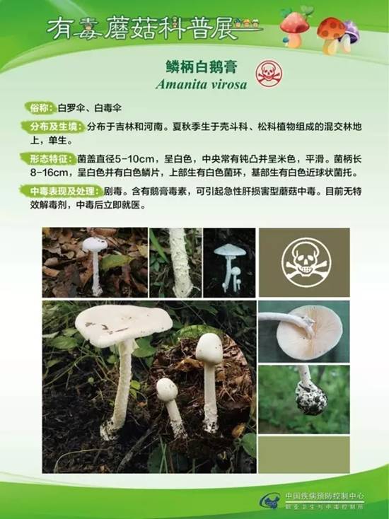 县疾控中心：有毒蘑菇科普，谨防中毒