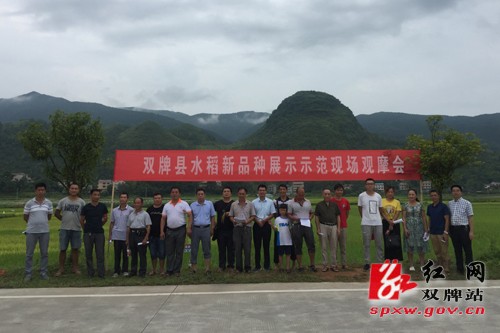 双牌县开展水稻新品种展示示范现场观摩会