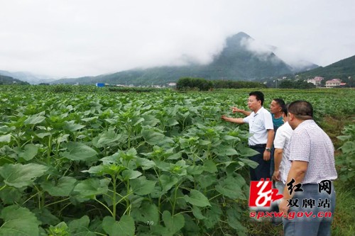 双牌：千亩油葵初绽放赏花请到双牌来