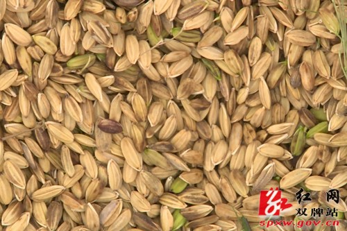 双牌:瑶乡红米旱稻种植获阶段性成果 亩产量突破400斤