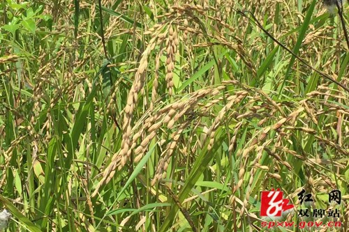 双牌:瑶乡红米旱稻种植获阶段性成果 亩产量突破400斤