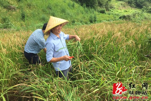 双牌:瑶乡红米旱稻种植获阶段性成果 亩产量突破400斤