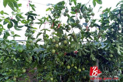 “田园党建”引领田园丰收