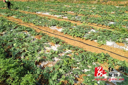 双河村:齐心发展集体经济 脚下黄土变黄金