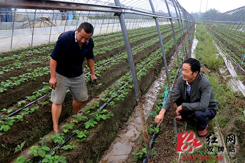 红果果让山区贫困户的日子红火火