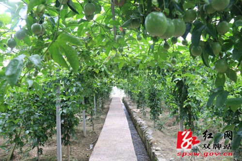 产业专业合作社助推脱贫巩固提升