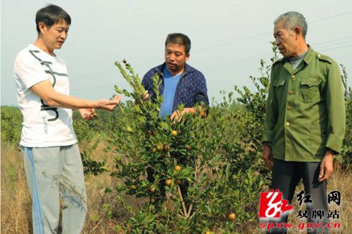 移民政策扶持到位，助推朝阳村油茶产业十里飘香