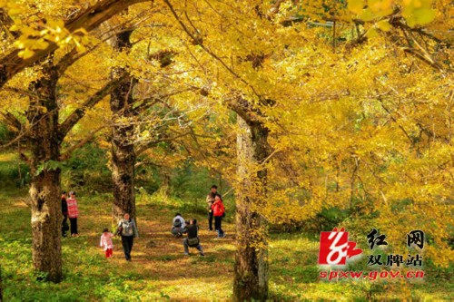 双牌县扎实推进乡村振兴战略,全力推进现代特色农业发展