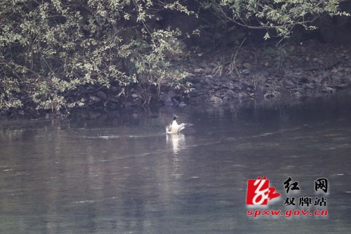 哇!“鸟中大熊猫”中华秋沙鸭又回来了