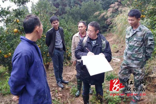 双牌县农委扎实推进柑橘黄龙病防治工作