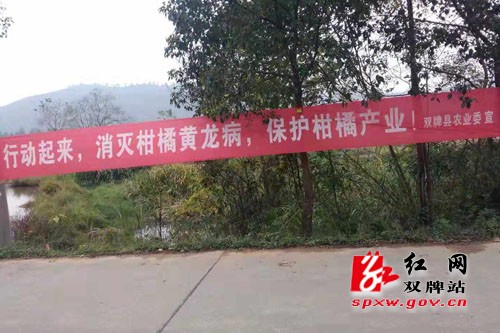 双牌县柑橘黄龙病防控工作措施得力成效显著