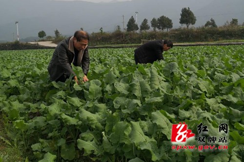 双牌县农委:三举措加强油菜田间管理工作