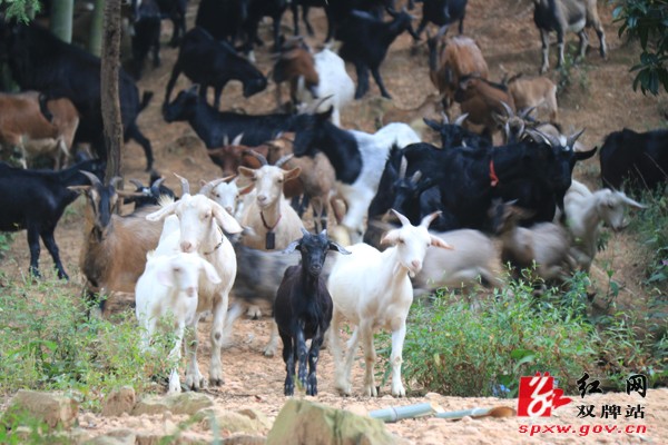 打好“组合拳”推动搬迁贫困户就业致富