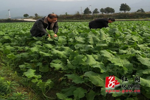 双牌农委开展油菜生产技术指导工作