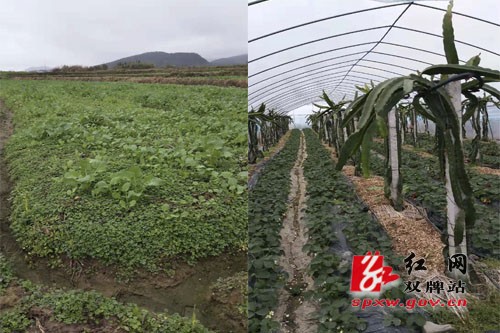 双牌气温跌破5℃！农户应做好农作物防寒防冻