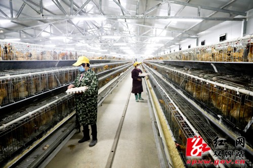 产业奖补促产业发展 贫困户增收致富