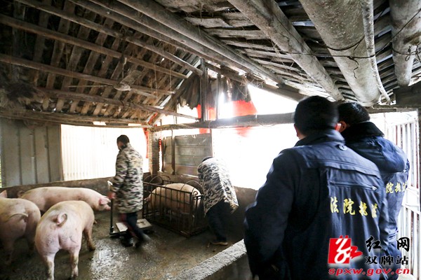 赊账养猪不还钱，被执行人以“猪”抵债