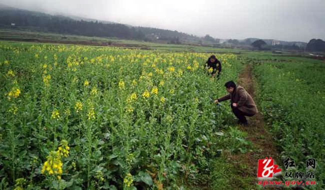 双牌县农技人员到田间地头指导油菜生产