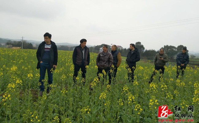 双牌县农委开展冬种油菜种植面积核查工作
