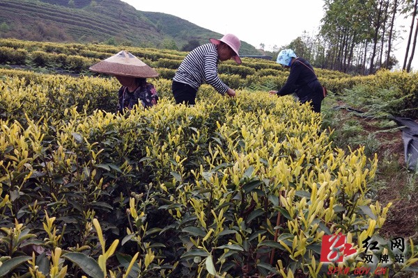 双牌县为茶企排忧解难促产业发展