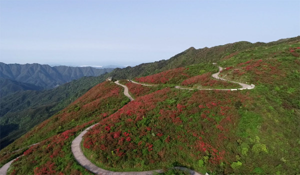 心花逐放语也痴