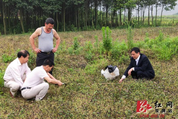 双牌县农业农村局开展绿肥测产工作