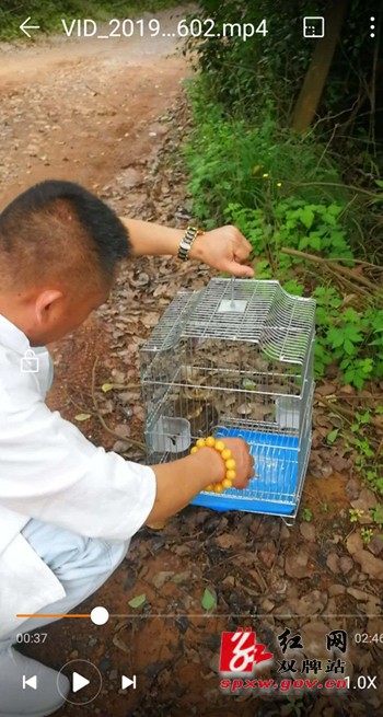 双牌好心市民救下误闯居民楼的猴面鹰放归自然