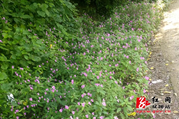 塘底龙虾花，花开红艳艳