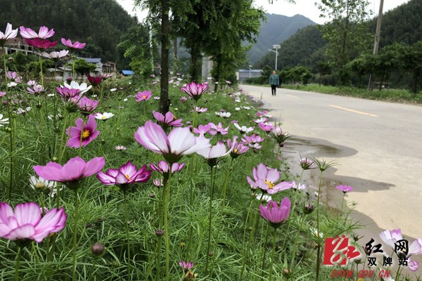 阳明山管理局积极推进农村环境整治