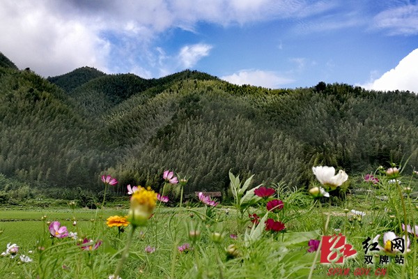 阳明山:庭院整洁花香四溢 农村人居环境整治初显成效