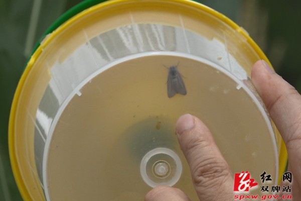 双牌:打响防治草地贪夜蛾“狙击战”